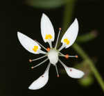 Michaux's saxifrage